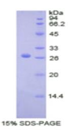SDS-PAGE (F9-7807H).jpg